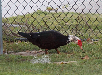 [Side view of the standing duck. His feet are hidden in the grass, but his thick, tree-limb-like legs are clearly visible.]